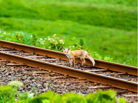 貸切観光タクシー ぐるっと釧路湿原散策コース ＜3時間／1～9名／釧路市内ホテル・釧路駅・釧路空港送迎可＞ by 釧路日交タクシー