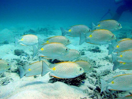 タオ島ファンダイビング　船でしかアクセス出来ず、手つかずの自然が残るタオ島の美しい海でダイビング！ ＜ボート／2～4ダイブ＞ by ほうぼう屋