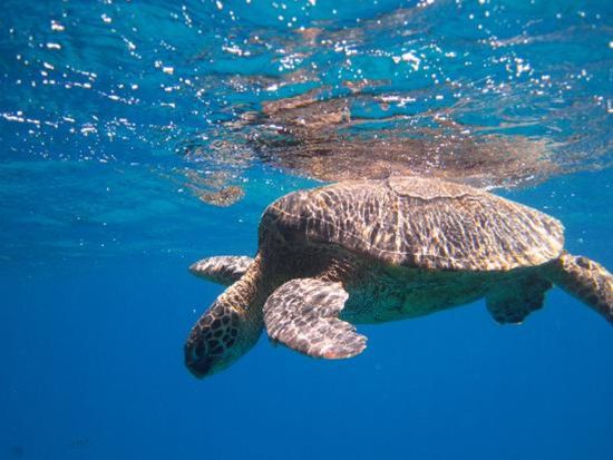 ダイヤモンドヘッド日の出ハイキングツアー＋ウミガメシュノーケリングクルーズ＜午前／ケワロ湾＞