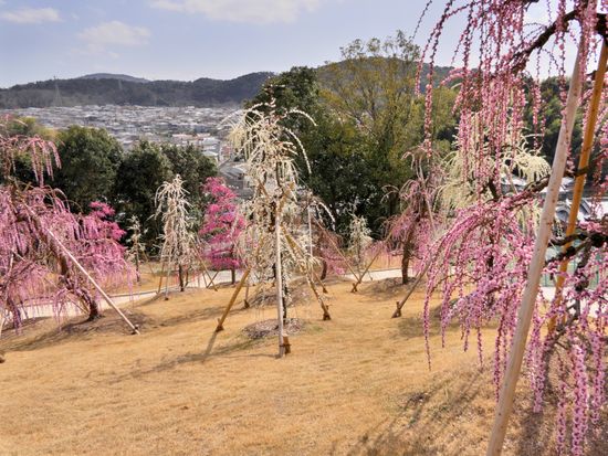 三室戸寺しだれ梅園pixta_96632060_M