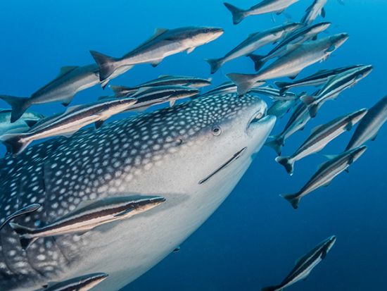 セイルロックファンダイビング　ジンベイザメ出現率No.1！タオ島とパンガン島の間にある岩礁のポイントへ　朝食＆昼食付き ＜ボート／2～4ダイブ＞by ほうぼう屋