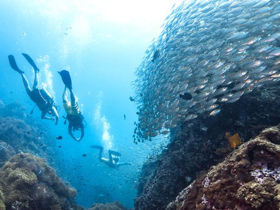 セイルロックファンダイビング　ジンベイザメ出現率No.1！タオ島とパンガン島の間にある岩礁のポイントへ　朝食＆昼食付き ＜ボート／2～4ダイブ＞by ほうぼう屋