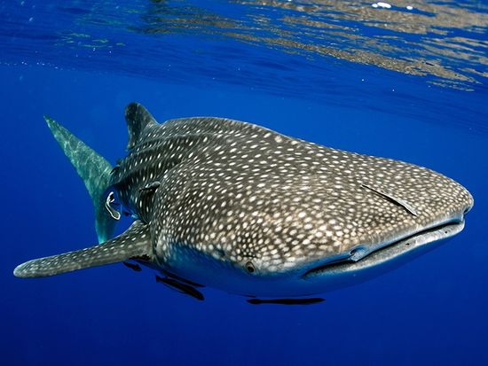 whale shark2