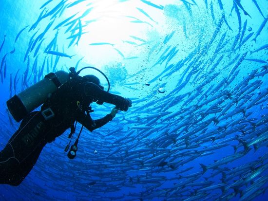 セイルロックファンダイビング　ジンベイザメ出現率No.1！タオ島とパンガン島の間にある岩礁のポイントへ　朝食＆昼食付き ＜ボート／2～4ダイブ＞by ほうぼう屋