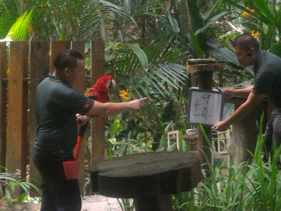 朝からたっぷり満喫！　サンライズSUP体験＆ロッカウィ動物園ツアー　シュノーケリング体験付き＜半日／英語ガイド／コタキナバル発＞