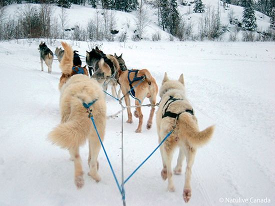 Yellowknife-Dog-Sledding-02-600