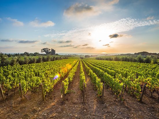 Generic_Vineyard_shutterstock_547812769