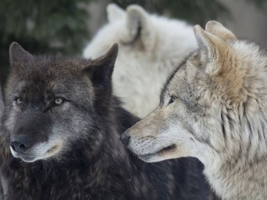【英語対応可】札幌発 富良野・美瑛 日帰りバスツアー ファーム富田＋青い池＋旭山動物園etc＜6月20日～8月31日／昼食付／1名から催行／札幌市内発着＞