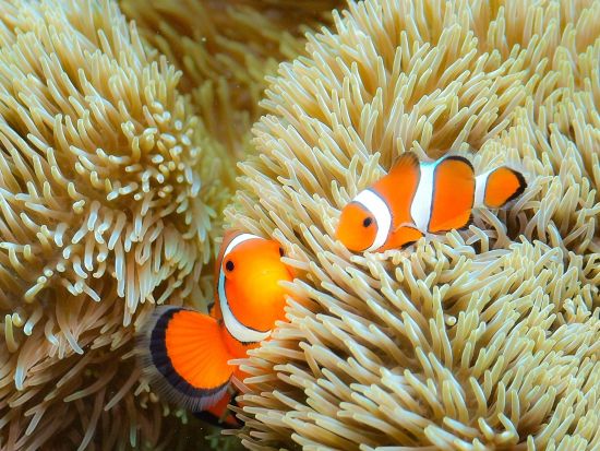 慶良間体験ダイビング＋シュノーケリング 熱帯魚いっぱいの慶良間ブルーの海を満喫！半日／1ダイブ／那覇発＞