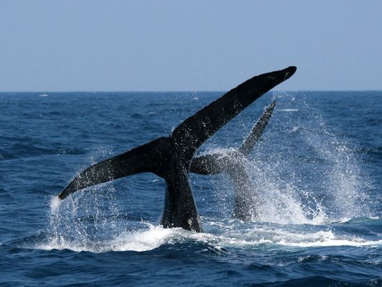 金子親子テール