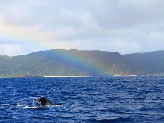クジラと虹と時々青空
