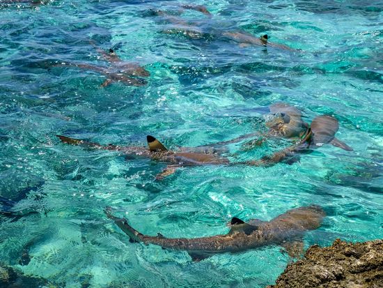 Tahiti_Moorea_Blacktip sharks in moorea island lagoon_pixta_29126418_L