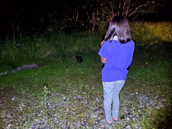 【貸切】奄美群島認定エコツアーガイド常さんと行く！徳之島ナイトツアー 生物多様性豊かな徳之島の森を探検 ＜約3時間／島内送迎可能＞by旅友Tokunoshima