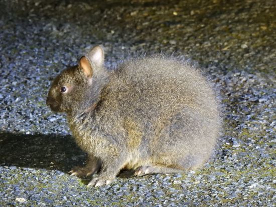 【貸切】奄美群島認定エコツアーガイド常さんと行く！徳之島ナイトツアー 生物多様性豊かな徳之島の森を探検 ＜約3時間／島内送迎可能＞by旅友Tokunoshima