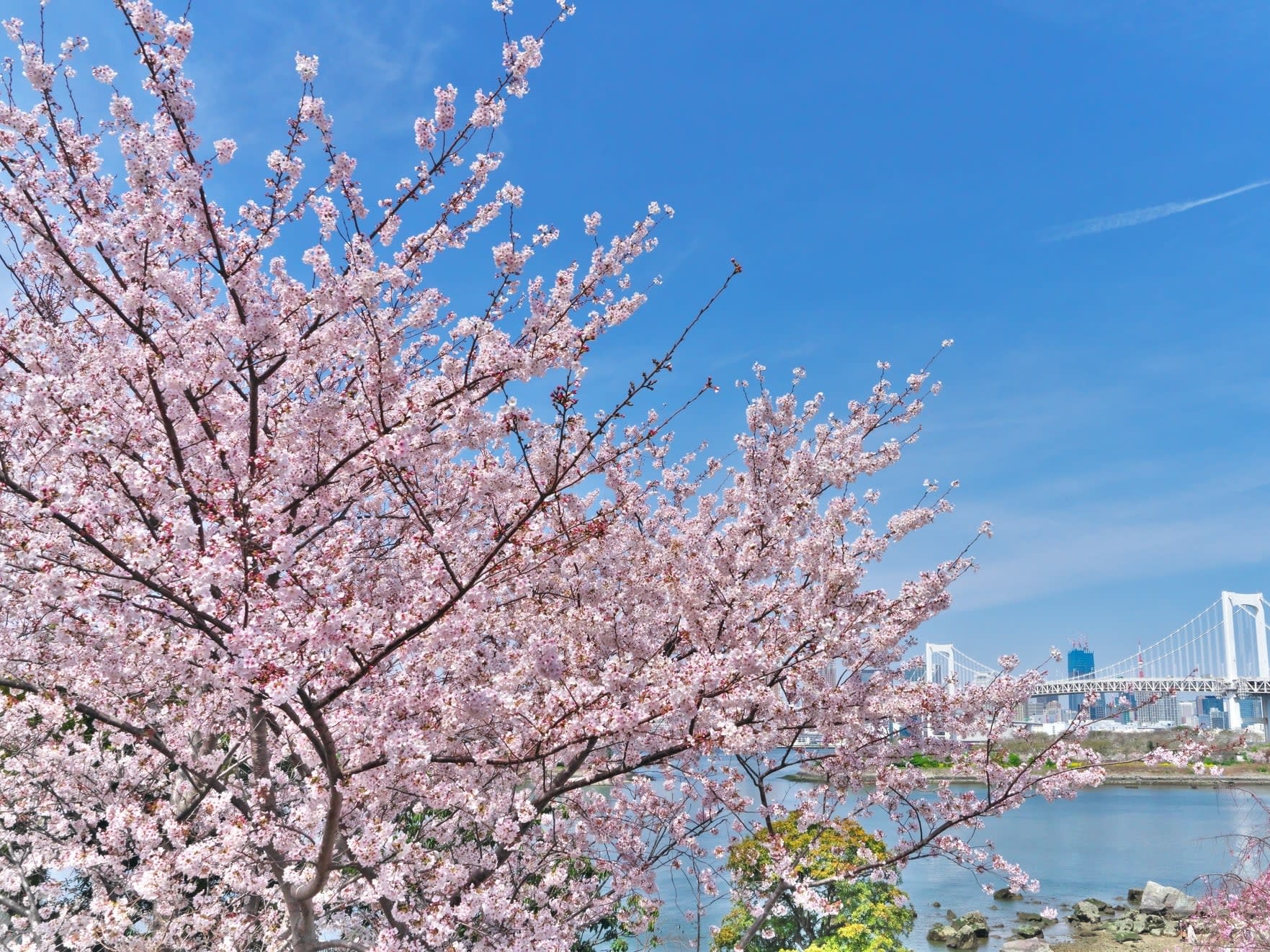 季節限定 お花見 四季の花めぐりツアー 東京発 東京 旅行の観光 オプショナルツアー予約 Veltra ベルトラ