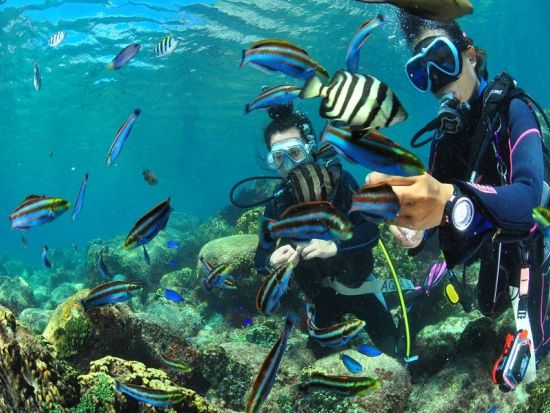 体験ダイビング 神津島の青い海と豊かな自然の中でダイバーデビュー 水中写真付き＜午前・午後 ／1ダイブ／神津島島内ホテル送迎＞byアクアメイトダイビングクラブ
