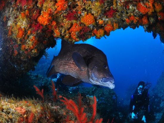 ファンダイビング_ (9)