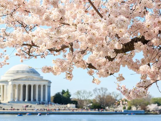 ワシントンD.C. 日帰り観光ツアー ＜1名から催行／日本語アシスタント／ニューヨーク発着／環境保全への寄付＞by Amadeo Travel Solution