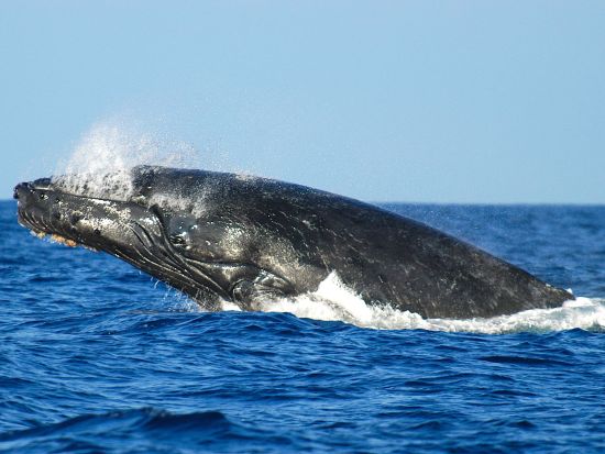 サンセットクルーズ　ワイキキの海岸線で美しい夕日を鑑賞！冬季（12/15~3/31）はクジラを探すホエールウォッチングも実施＜ケワロ湾発＞
