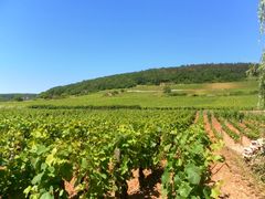 s_Gevrey Chambertin (2).jpg (1)