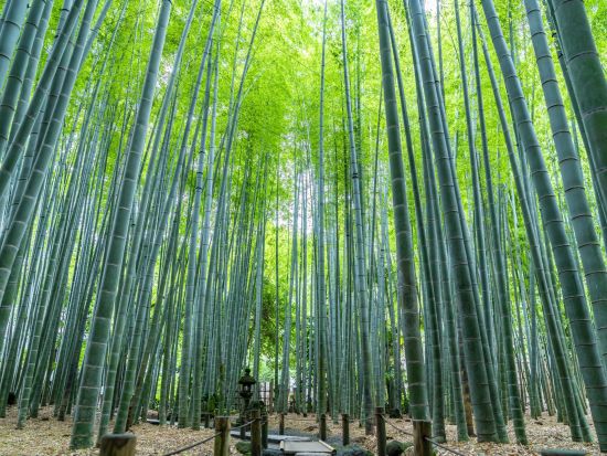 江ノ島観光タクシー 報国寺＋浄妙寺＋鶴岡八幡宮 鎌倉の名所を貸切で巡ろう！＜5時間／1～9名／鎌倉＞