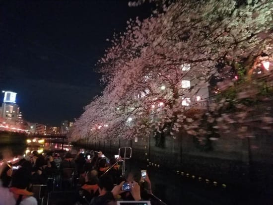 夜桜クルーズ写真