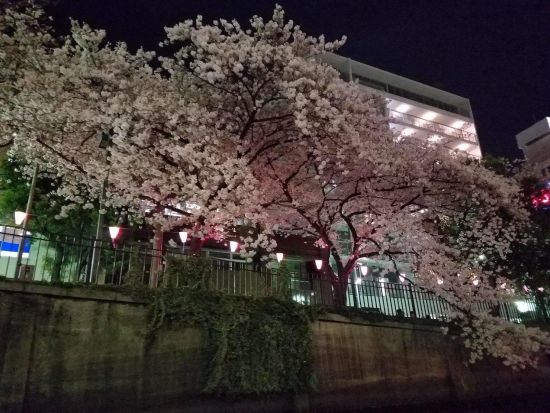 2026 横浜の桜名所！大岡川の夜桜とみなとみらい夜景クルーズ＜3～4月／約50分／ピア日本丸発＞