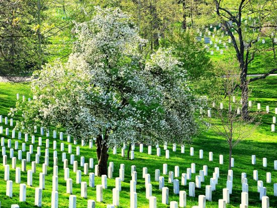 ワシントンD.C. 日帰り観光ツアー ＜1名から催行／日本語アシスタント／ニューヨーク発着／環境保全への寄付＞by Amadeo Travel Solution