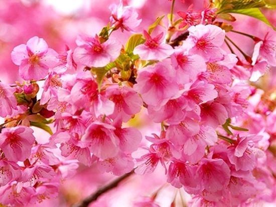 kawazu-sakura_001