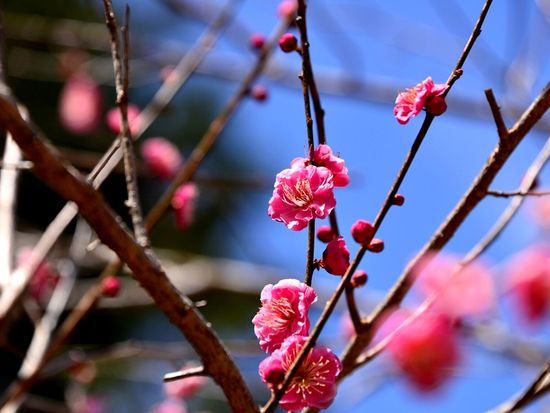 pixta_90414324_M修善寺梅林