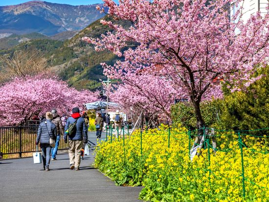 pixta_74740813_菜の花ロード