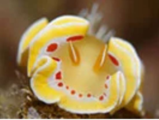 【12～6月限定】ウミウシビーチダイビングツアー　ウミウシを愛してやまない新屋インストラクターがご案内！＜1日／龍郷町＞ by LeapScubaAmami