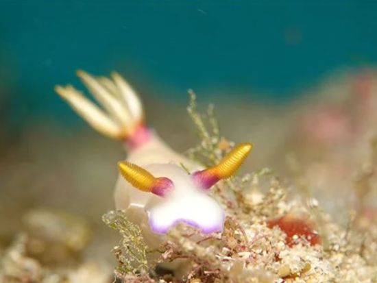 【12～6月限定】ウミウシボートダイビングツアー　ウミウシを愛してやまない新屋インストラクターがご案内！＜1日／龍郷町＞ by LeapScubaAmami