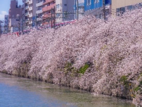 2026 横浜の桜名所！大岡川の桜とみなとみらい絶景クルーズ＜3～4月／約50分／ピア日本丸発＞