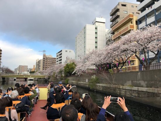 2026 横浜の桜名所！大岡川の桜とみなとみらい絶景クルーズ＜3～4月／約50分／ピア日本丸発＞