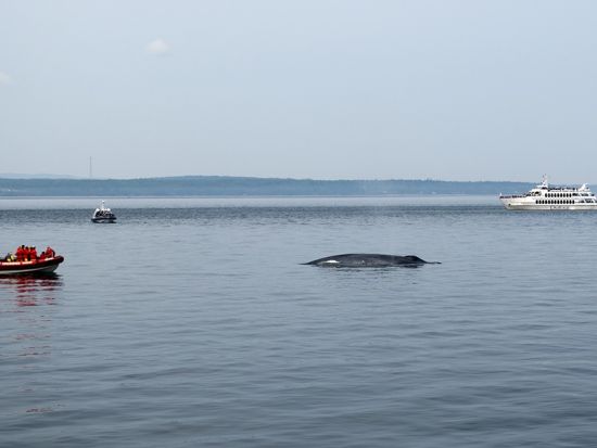 ホエールウォッチング　子育ての為に集まる親子クジラを大型船に乗って観察しに行こう＜5～9月／昼食付き／日本語ガイド／ケベックシティ発＞