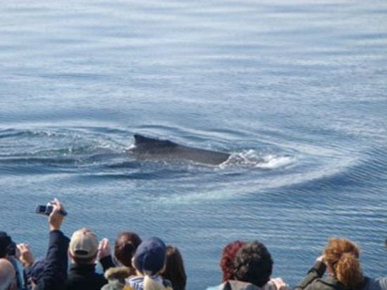 ホエールウォッチング　子育ての為に集まる親子クジラを大型船に乗って観察しに行こう＜5～9月／昼食付き／日本語ガイド／ケベックシティ発＞