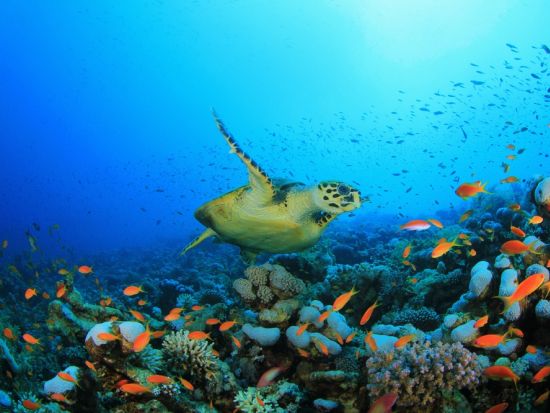 タオ島発ナンユアン島シュノーケリングツアー　美しいサンゴ礁の島の絶景ポイントへご案内♪＜昼食付／ホテル送迎付／タオ島発着＞
