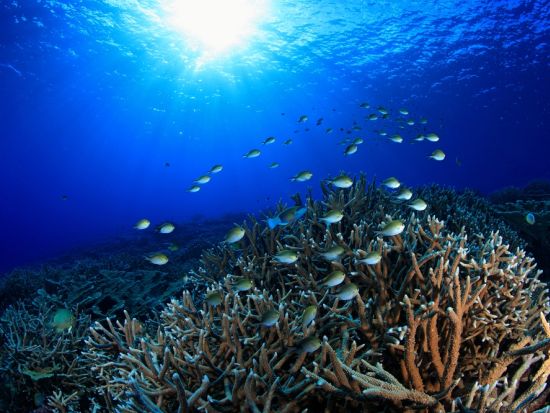 タオ島発ナンユアン島シュノーケリングツアー　美しいサンゴ礁の島の絶景ポイントへご案内♪＜昼食付／ホテル送迎付／タオ島発着＞