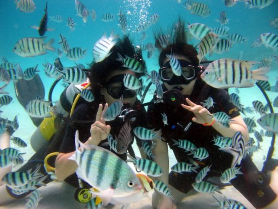 タオ島体験ダイビング　ライセンス不要の体験ダイビングで、タオ島の美しい海を満喫！＜ボート／1～2ダイブ＞by ほうぼう屋