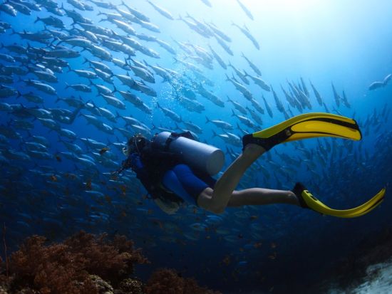 タオ島体験ダイビング　ライセンス不要の体験ダイビングで、タオ島の美しい海を満喫！＜ボート／1～2ダイブ＞by ほうぼう屋