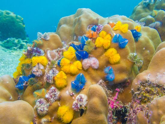 タオ島体験ダイビング　ライセンス不要の体験ダイビングで、タオ島の美しい海を満喫！＜ボート／1～2ダイブ＞by ほうぼう屋