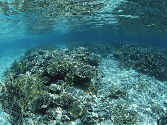 タオ島体験ダイビング　ライセンス不要の体験ダイビングで、タオ島の美しい海を満喫！＜ボート／1～2ダイブ＞by ほうぼう屋