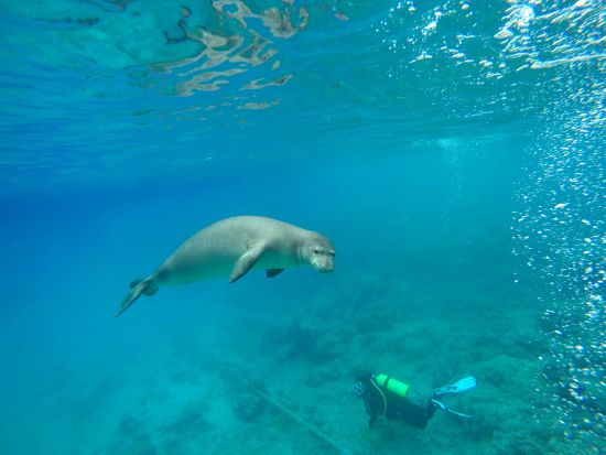 ハナウマ湾体験ダイビング　ハナウマ湾公認インストラクターがご案内　8歳からライセンス保持者の参加もOK！＜ビーチ／1～2ダイブ＞by ハウオリオーシャンスタイル