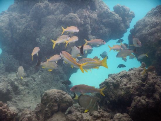 ハナウマ湾体験ダイビング　ハナウマ湾公認インストラクターがご案内　8歳からライセンス保持者の参加もOK！＜ビーチ／1～2ダイブ＞by ハウオリオーシャンスタイル
