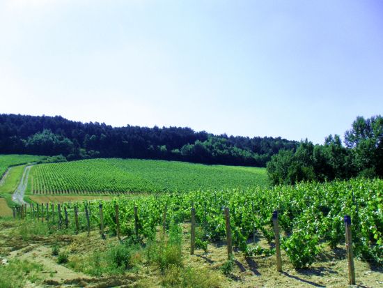 世界遺産ヴェズレー＋銘酒白ワインの里シャブリ 日帰りプライベートツアー　選べるワインセラー＜日本語アシスタント付きプランあり／1～6名＞by[みゅう]