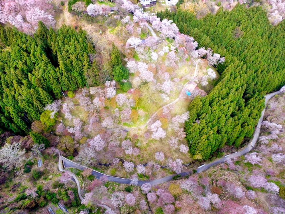 ヘリコプター遊覧 吉野山千本桜を空から眺める 春のじゅうたんを探しに（3 30・3 31限定）＜貸切 Or 混載／奈良県ヘリポート発着