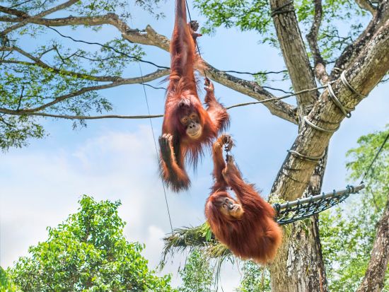 シンガポール動物園　動物たちとの朝食体験「ブレックファスト・イン・ザ・ワイルド」付きを選べる ＜入場チケット込／朝食付きプランあり／日本語ガイド／往路送迎＞ 