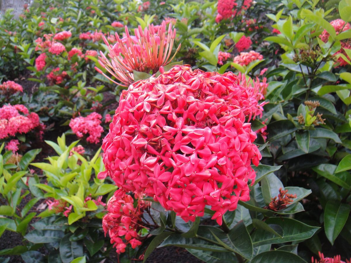 午後からゆっくりオアフ島半日観光 フォスター植物園＋タンタラスの丘