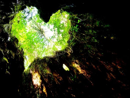 Kagoshima_Yakushima_AdobeStock_382858355